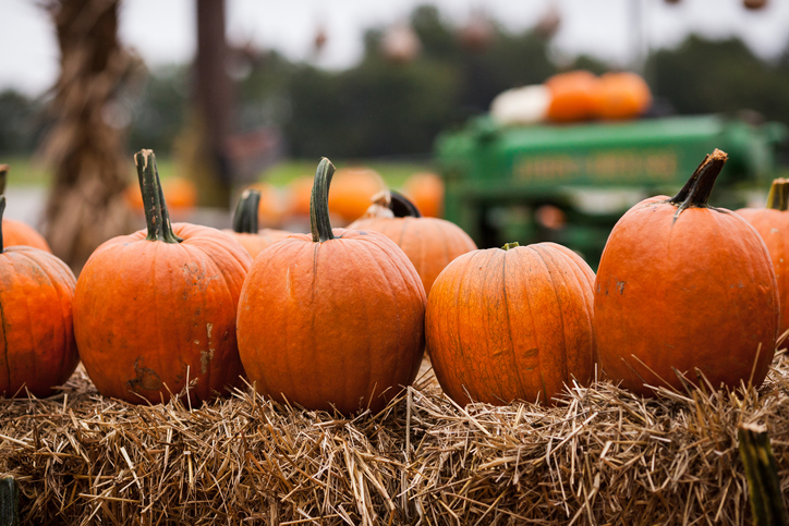 Packers fans get creative with pumpkins for Halloween